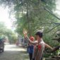 Pohon roboh di Palabuhanratu. l Istimewa