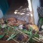 Dinding rumah warga Cikidang ambruk. l Istimewa