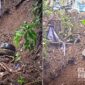 Bencana longsor di Nagrak Sukabumi. l Istimewa