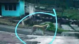 Harimau Jawa. l Mongabay