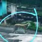 Harimau Jawa. l Mongabay