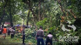 Pohon tumbang di Cikakak. l Istimewa