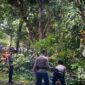 Pohon tumbang di Cikakak. l Istimewa