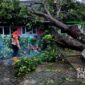 Pohon tumbang menimpa bangunan TK di Nagrak Sukabumi. l Istimewa