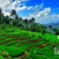 Sawah terasering di Cicadas. l Hidayat Asep