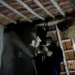 Evakuasi sarang tawon di Nagrak Sukabumi. l Istimewa