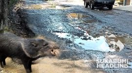 Gambar kebun binatang di jalan rusak. l Gungun Gunawan