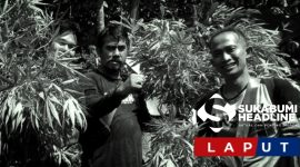 Penemuan ladang ganja di Cianjur. l Istimewa