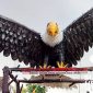Gapura burung Garuda di Caringin Sukabumi. l Rully Nasrulloh