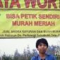 Maya Puspa. l Istimewa 