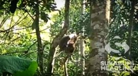 Monyet Turun gunung di Sukaraja. l Istimewa 