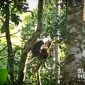 Monyet Turun gunung di Sukaraja. l Istimewa 