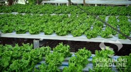 Kebun Salada Sahabatani. l Istimewa 