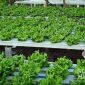 Kebun Salada Sahabatani. l Istimewa 
