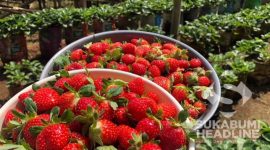 Buah Strawberry. l Istimewa