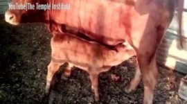 Anak sapi betina berwarna merah sempurna. l Istimewa