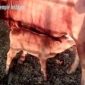 Anak sapi betina berwarna merah sempurna. l Istimewa