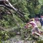 Pohon karet tumbang melintang jalan di Palabuhanratu. l Istimewa