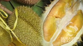 Durian Gandaria Khas Cikakak, Kabupaten Sukabumi. l Istimewa