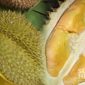 Durian Gandaria Khas Cikakak, Kabupaten Sukabumi. l Istimewa