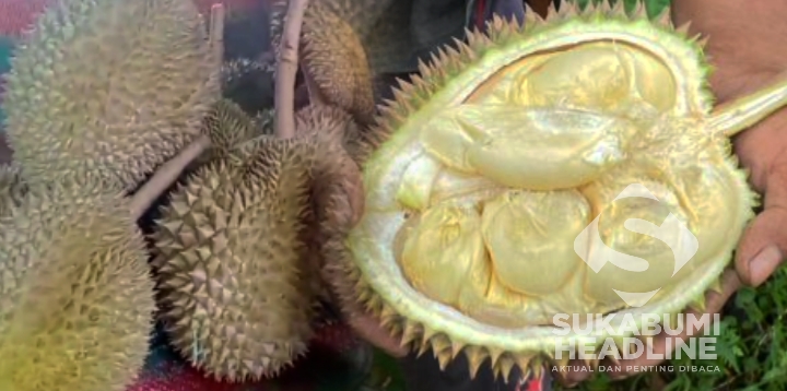 Durian Gandaria Khas Cikakak, Kabupaten Sukabumi. l Istimewa