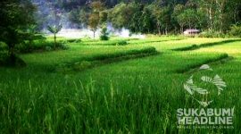 Lahan persawahan di Bojonggenteng, Kabupaten Sukabumi. l Istimewa