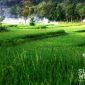 Lahan persawahan di Bojonggenteng, Kabupaten Sukabumi. l Istimewa