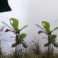 Warga merekam kemunculan buaya di Situ Kalapa, Surade, Kabupaten Sukabumi. l Istimewa