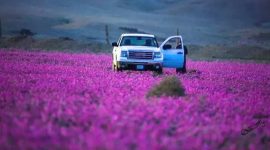 Gurun pasir berubah jadi kebun lavender di Arab Saudi. l Istimewa