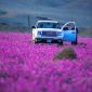 Gurun pasir berubah jadi kebun lavender di Arab Saudi. l Istimewa