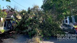 Pohon Tumbang timpa pemotor di Jl. Siliwangi, Kota Sukabumi. l Istimewa