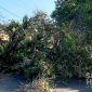 Pohon Tumbang timpa pemotor di Jl. Siliwangi, Kota Sukabumi. l Istimewa