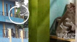 Monyet liar menyerbu permukiman warga di Cicurug Sukabumi. l Istimewa