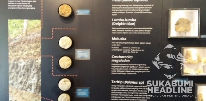 Koleksi Museum Hiu Purba di Surade, Kabupaten Sukabumi. l Istimewa