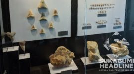 Koleksi Museum Hiu Purba di Surade, Kabupaten Sukabumi. l Istimewa