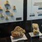 Koleksi Museum Hiu Purba di Surade, Kabupaten Sukabumi. l Istimewa