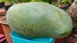 Mangga Kiojay. l Istimewa
