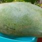 Mangga Kiojay. l Istimewa