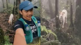 Moli, anjing putih sang pemandu para pendaki di Gunung Salak perbatasan Sukabumi-Bogor. l @bambangrahayu