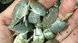 Yuyutuk atau undur-undur laut dari Tegalbuleud, Sukabumi. l Istimewa