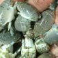 Yuyutuk atau undur-undur laut dari Tegalbuleud, Sukabumi. l Istimewa