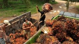Ilustrasi petani kelapa sawit. l Istimewa