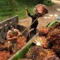 Ilustrasi petani kelapa sawit. l Istimewa