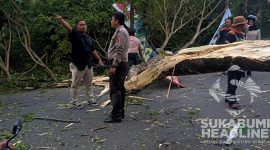 Pohon trembesi tumbang di Jl. Alternatif Nagrak, Kabupaten Sukabumi. l Istimewa