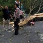 Pohon trembesi tumbang di Jl. Alternatif Nagrak, Kabupaten Sukabumi. l Istimewa