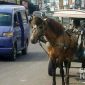 Angkot 09 trayek Cibadak - Cicurug, Kabupaten Sukabumi. l Istimewa