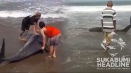Paus botol terdampar di Pantai Citepus. l Istimewa