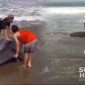 Paus botol terdampar di Pantai Citepus. l Istimewa