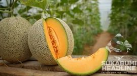 Buah Melon. l Istimewa