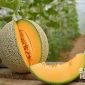 Buah Melon. l Istimewa